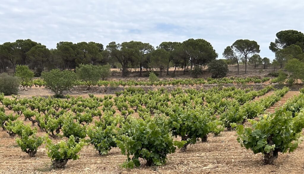 Vinos únicos con variedades de vid en peligro de extinción. 